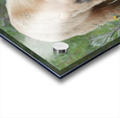 American Black Bear Acrylic print