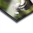 Cute chipmunk admiring a view Acrylic print