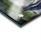 Cute chipmunk admiring a view Acrylic print