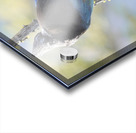 Steller’s Jay Acrylic print