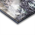 Cow moose 1 Acrylic print