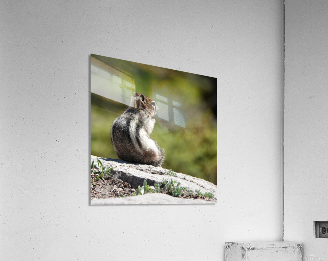 Cute chipmunk admiring a view Acrylic Print