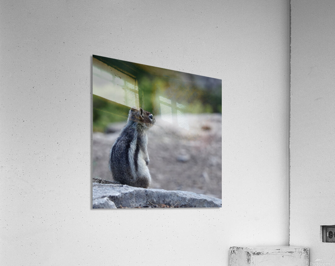 Cute chipmunk admiring a view Acrylic Print
