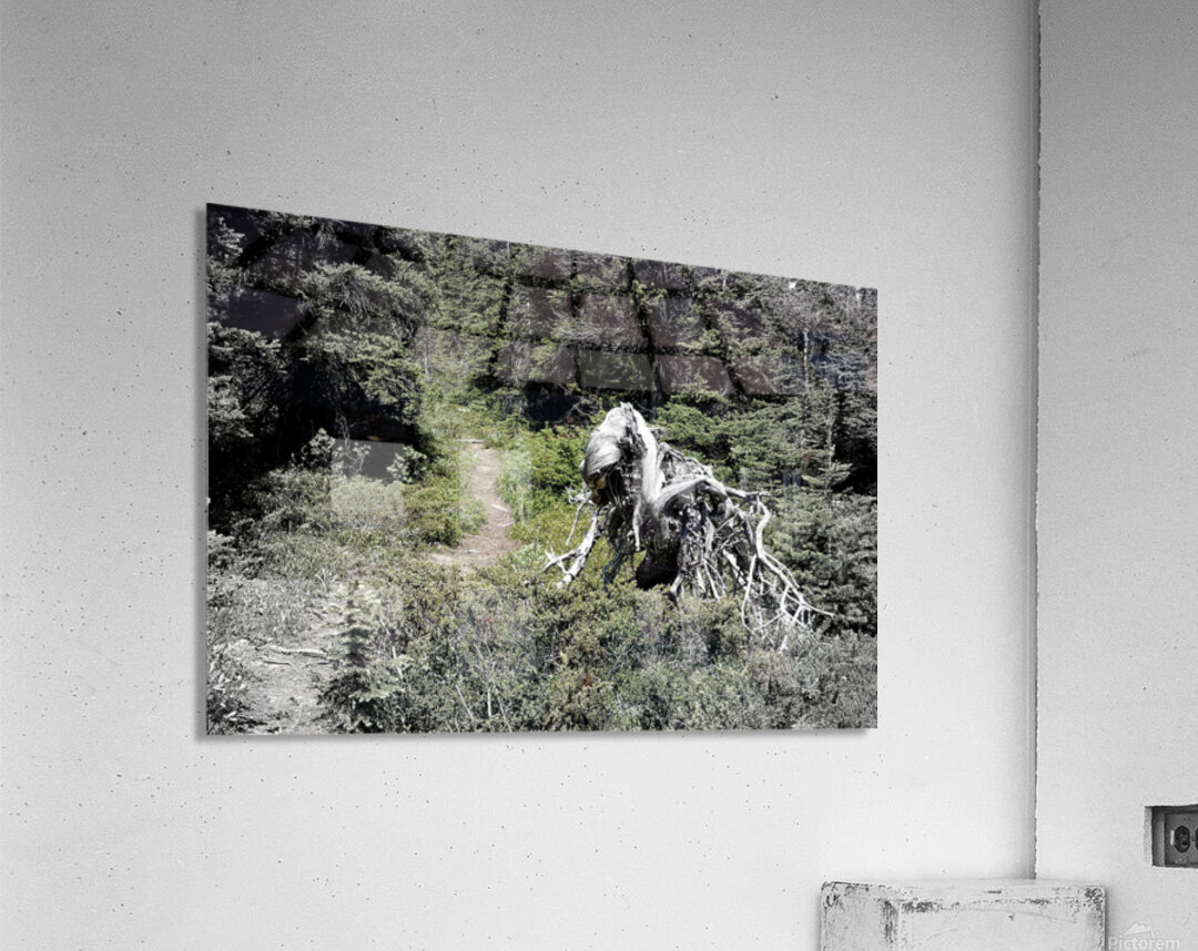 Jimmy Simpson Jr. Acrylic Print