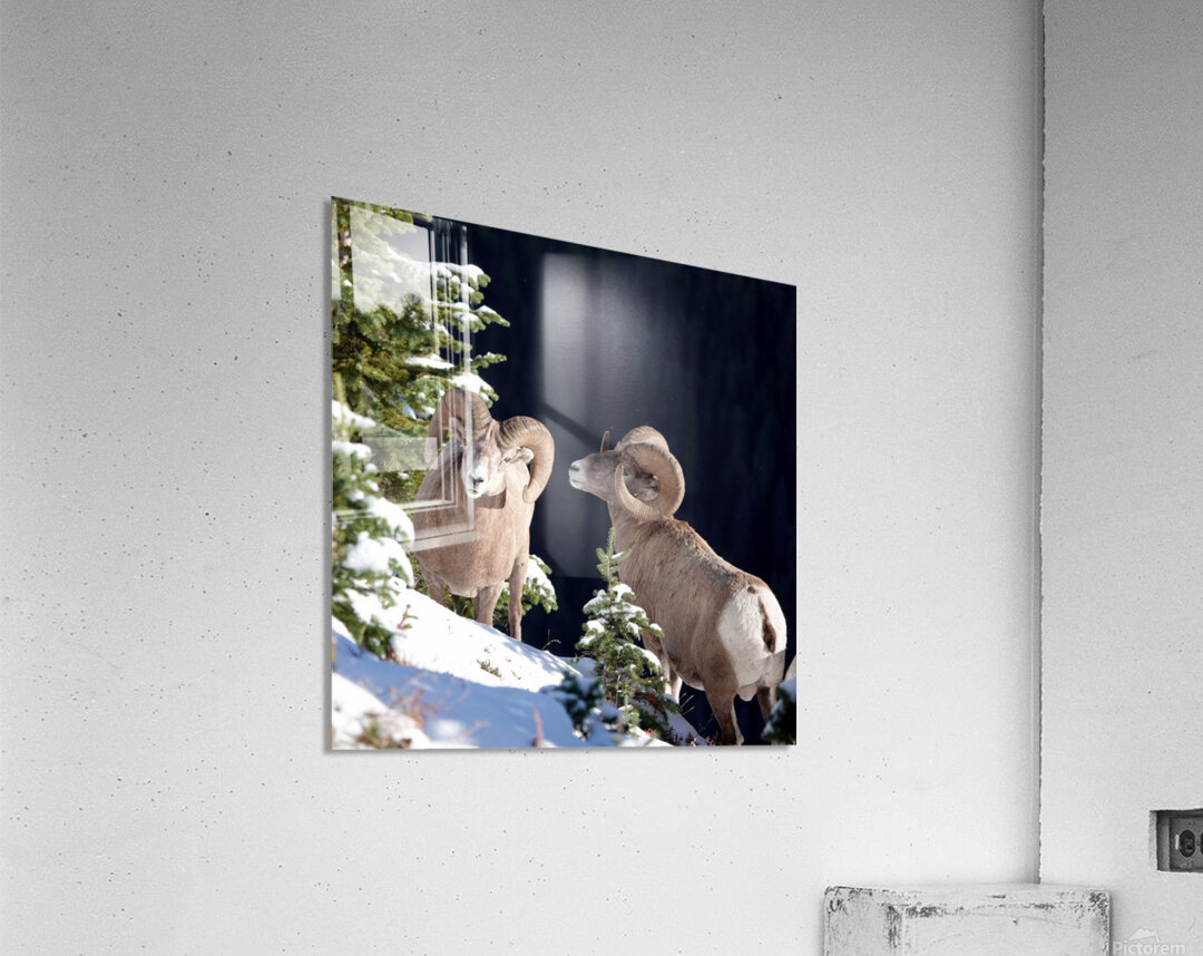 Bighorn ship Acrylic Print