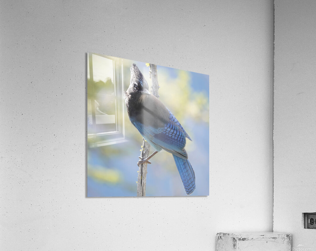 Steller’s Jay Acrylic Print