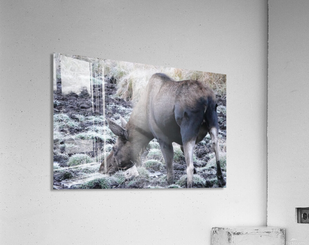 Cow moose 2 Acrylic Print