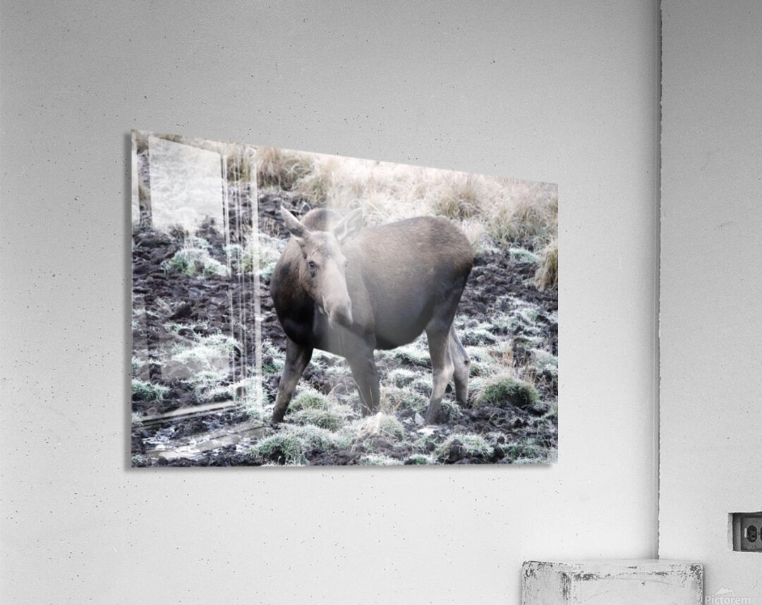Cow moose 1 Acrylic Print