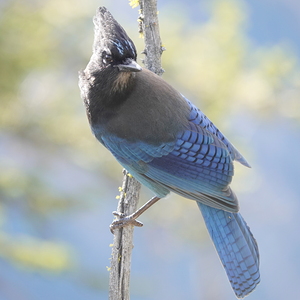 Steller’s Jay