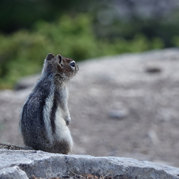 Cute chipmunk admiring a view by Danilov Alpine Works
