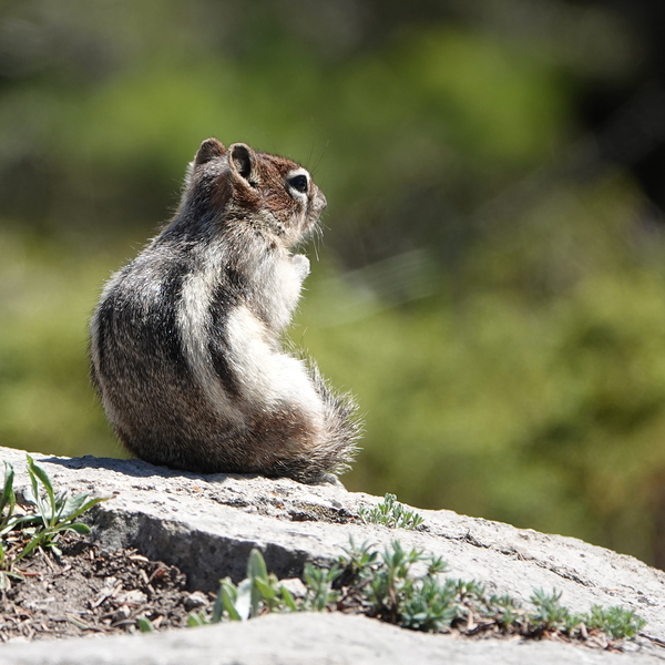 Cute chipmunk admiring a view by Danilov Alpine Works