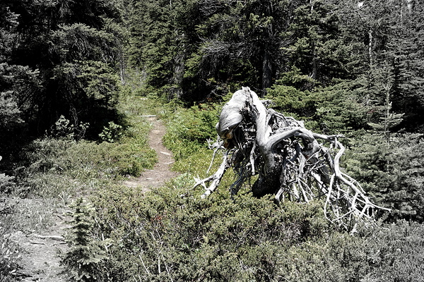 The Remains of Jimmy Simpson Jr. by Danilov Alpine Works