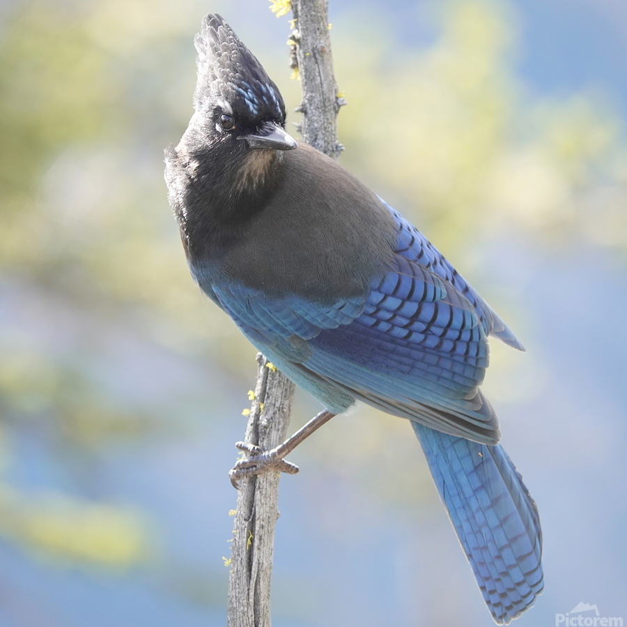 Steller’s Jay  Print