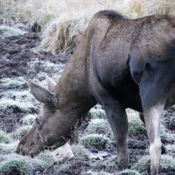 Cow moose 2