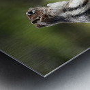 Cute chipmunk admiring a view Metal print