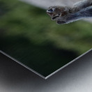 Cute chipmunk admiring a view Metal print