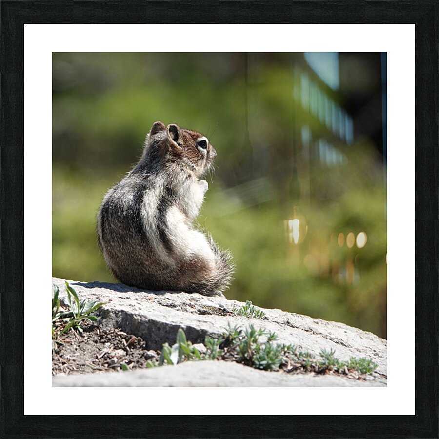 Cute chipmunk admiring a view Picture Frame print