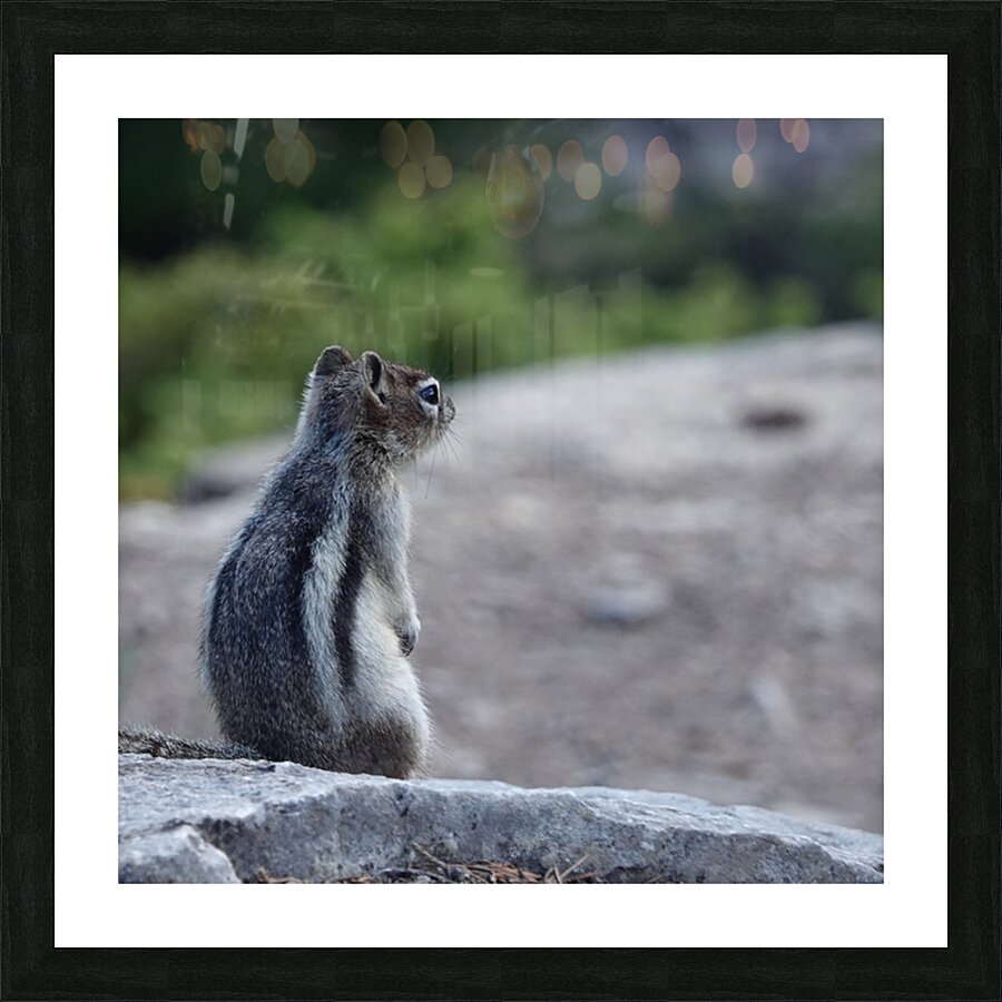 Cute chipmunk admiring a view Picture Frame print