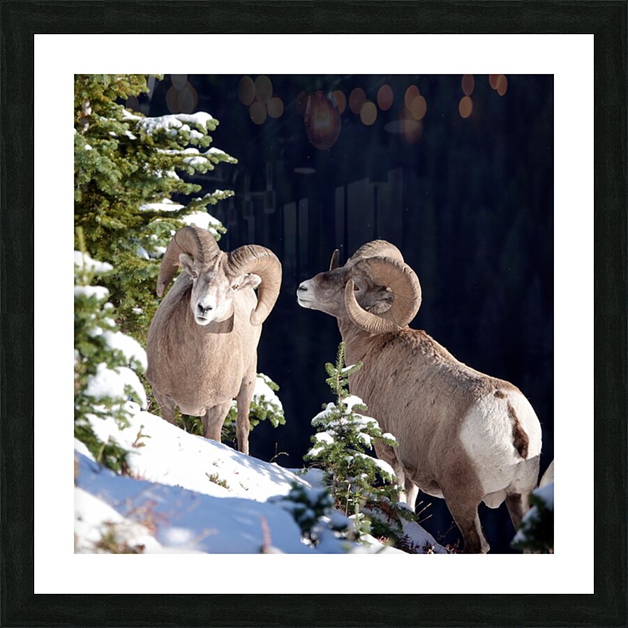 Bighorn ship Picture Frame print