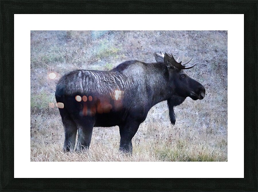 Bull moose Picture Frame print