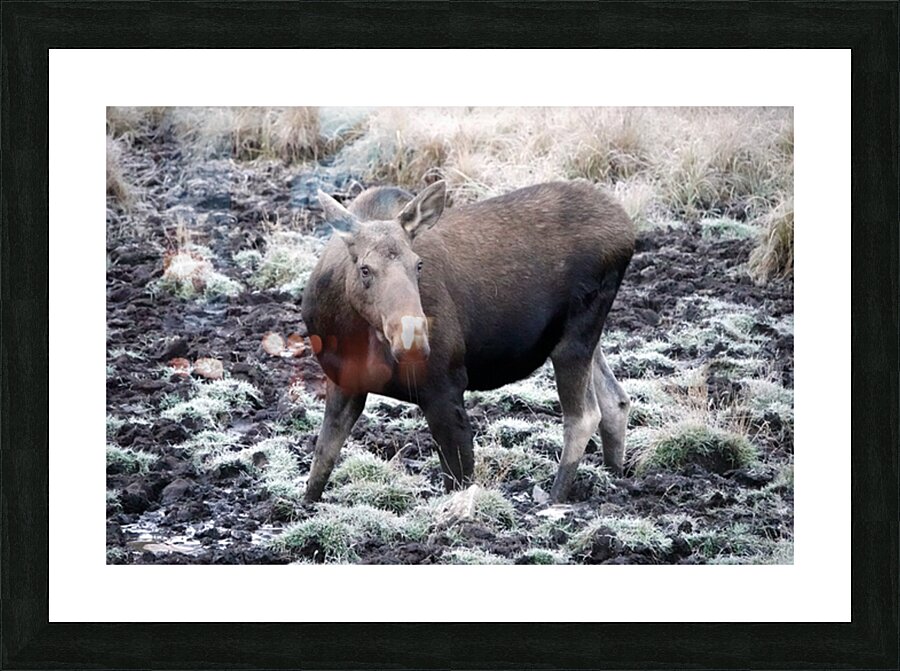 Cow moose 1 Picture Frame print