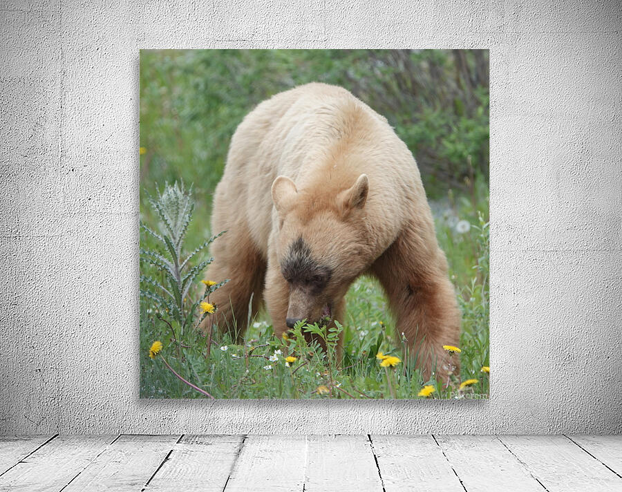 American Black Bear Wall Preview