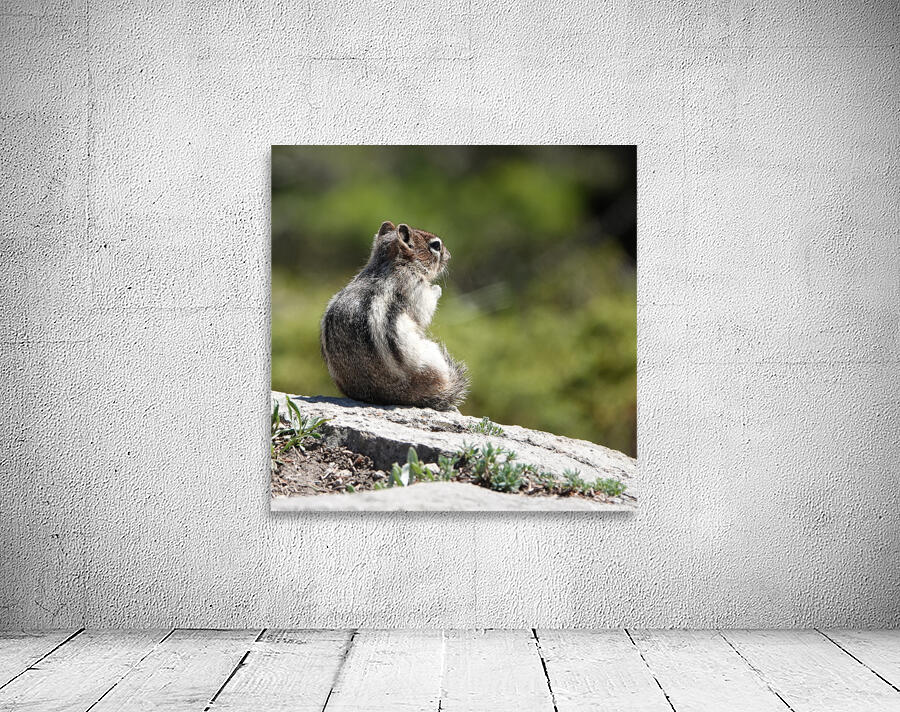 Cute chipmunk admiring a view Wall Preview