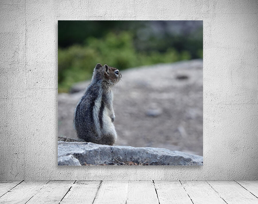 Cute chipmunk admiring a view Wall Preview