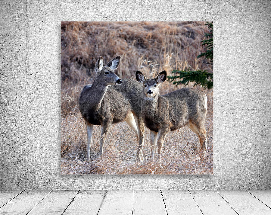 Mule Deer  Wall Preview