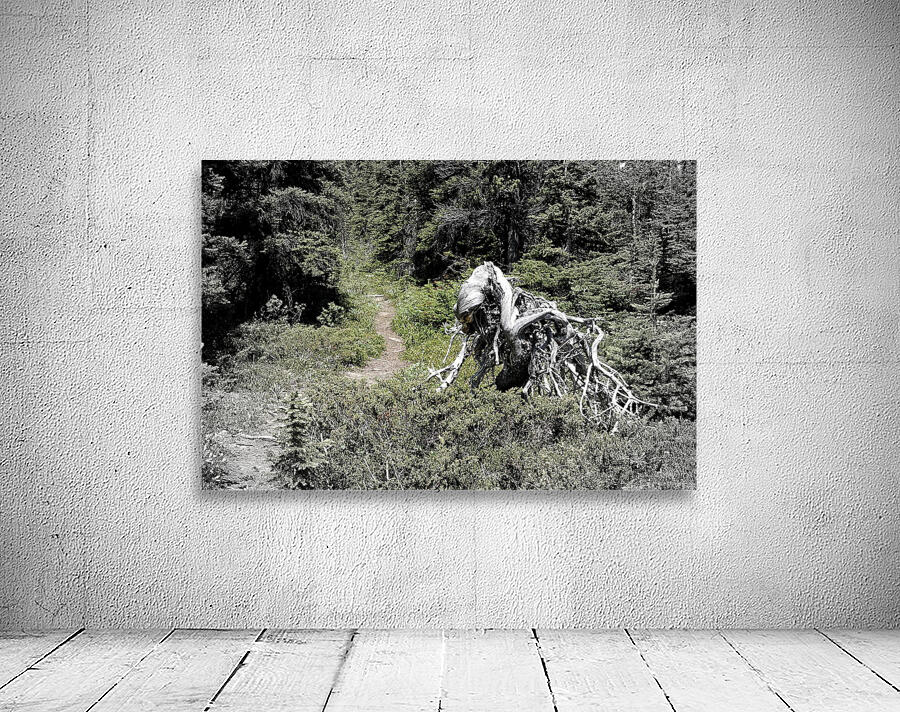 Jimmy Simpson Jr. Wall Preview