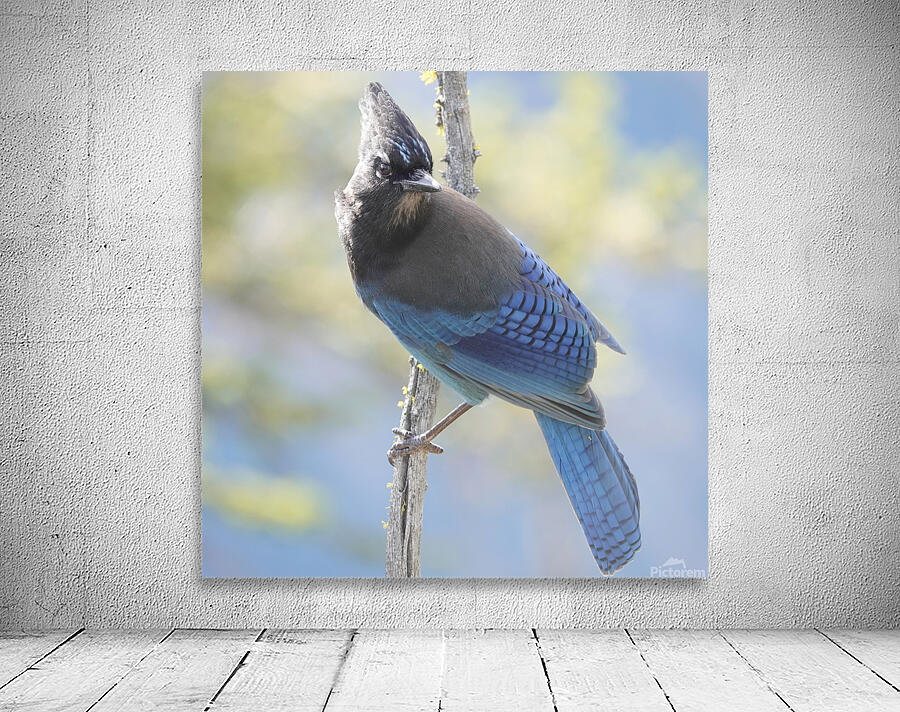 Steller’s Jay Wall Preview