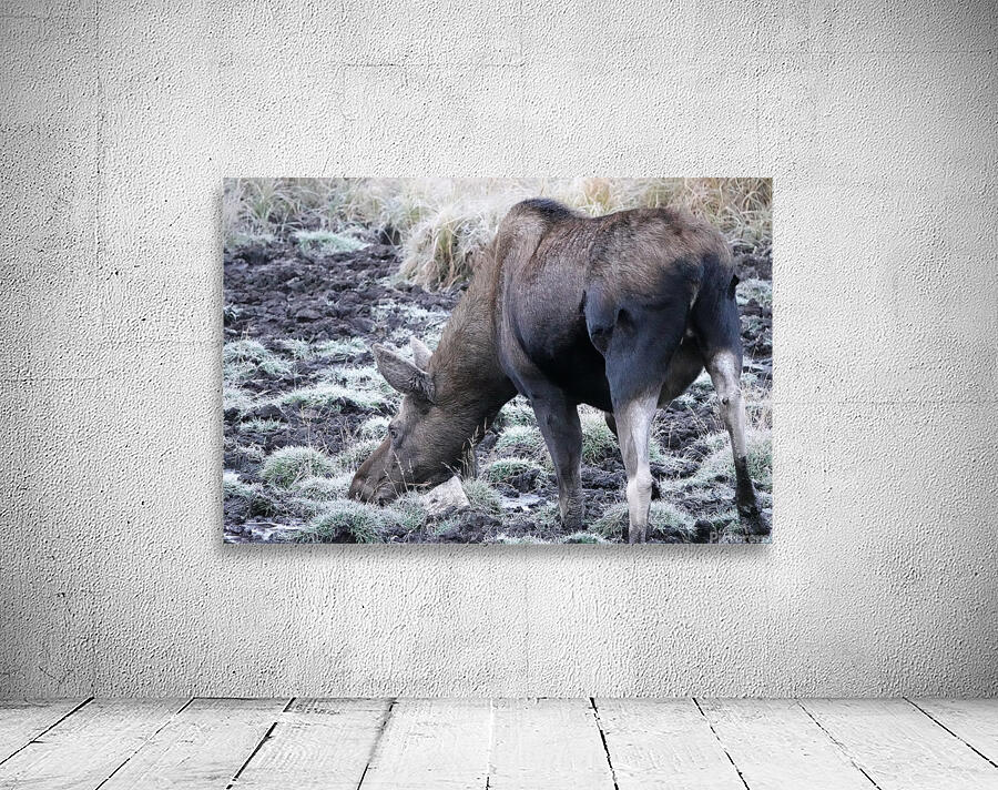 Cow moose 2 Wall Preview