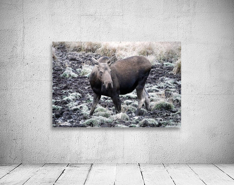 Cow moose 1 Wall Preview