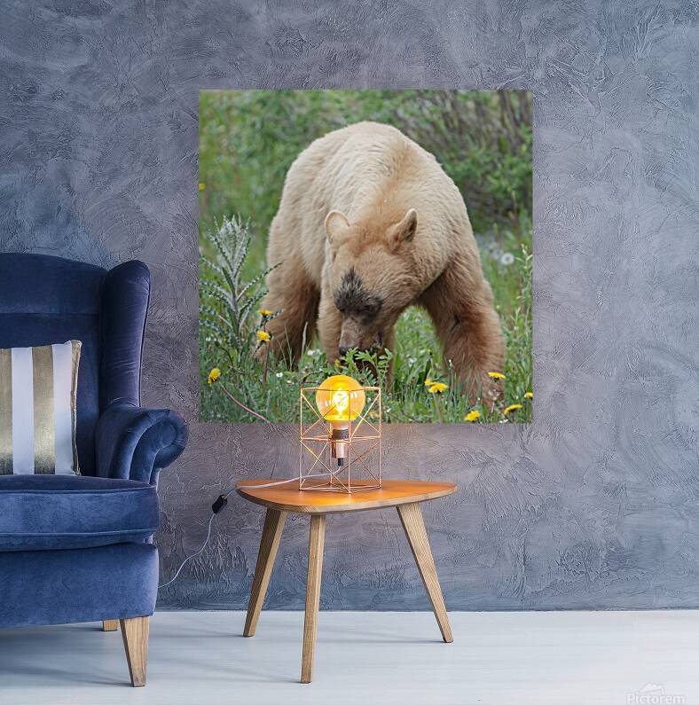 American Black Bear Reproduction