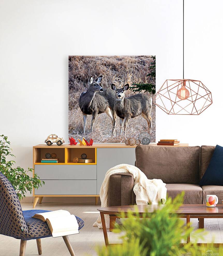 Mule Deer  Reproduction