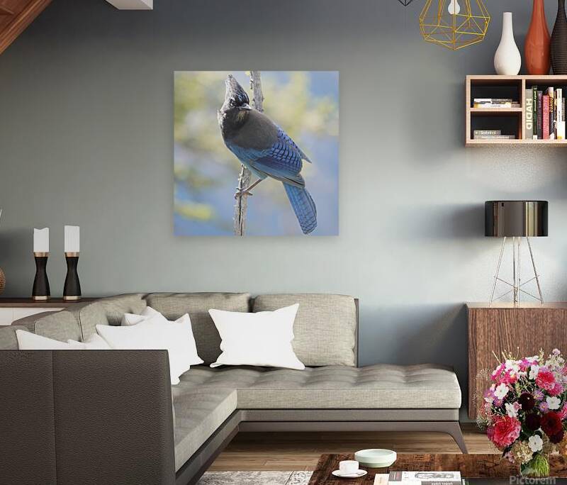 Steller’s Jay Reproduction