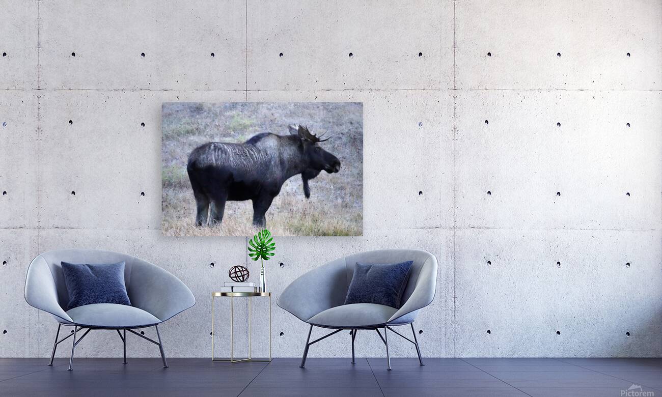 Bull moose Reproduction