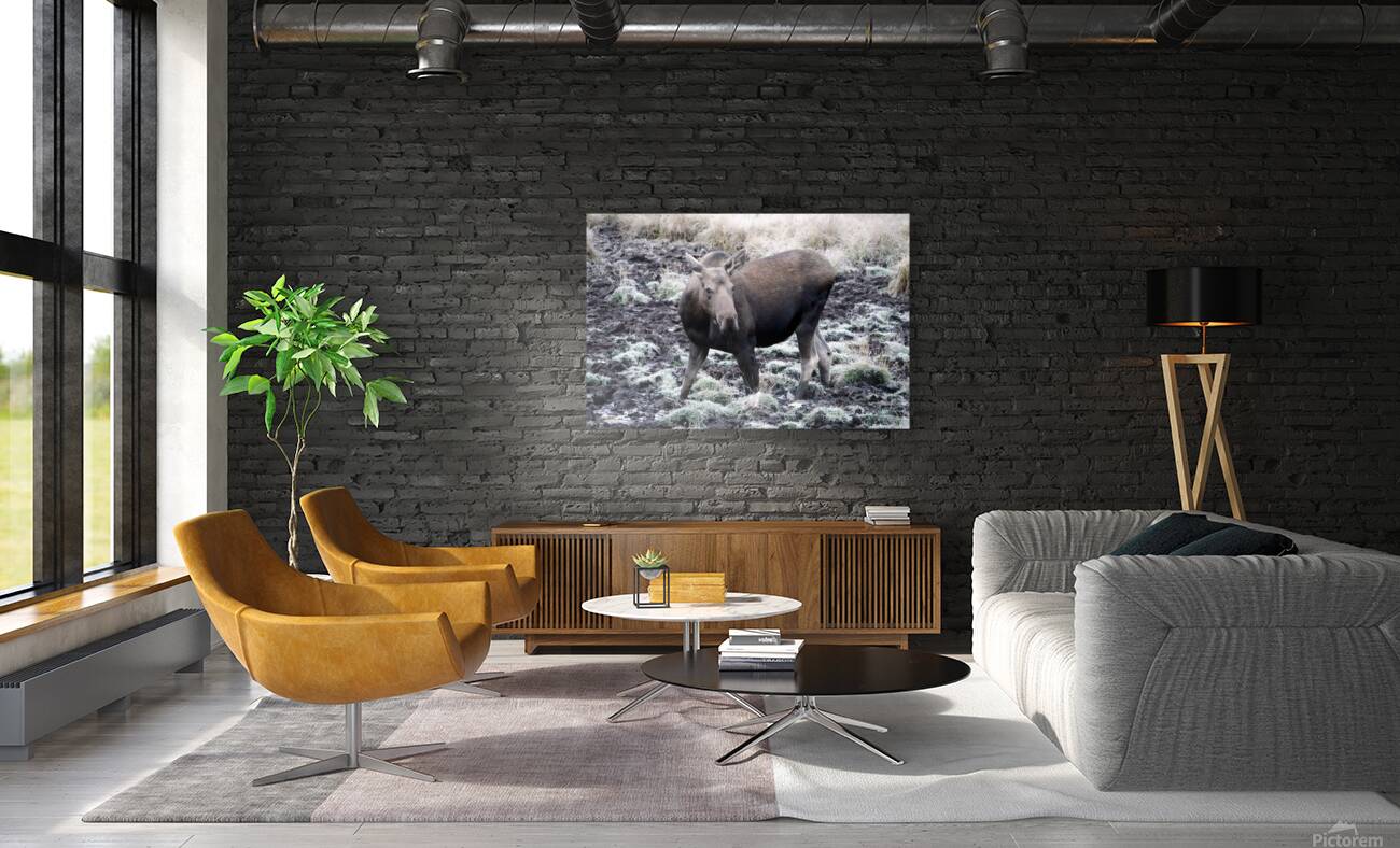 Cow moose 1 Reproduction