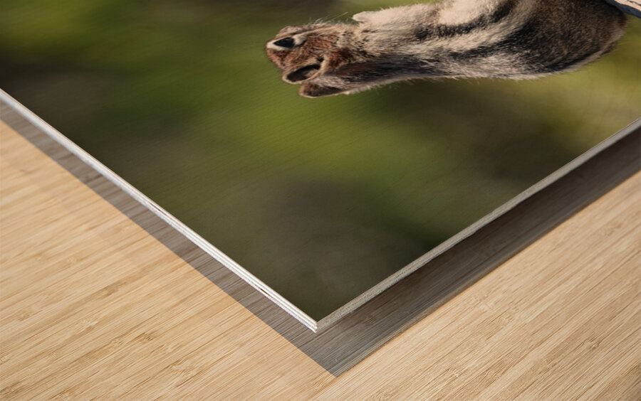 Cute chipmunk admiring a view Wood print