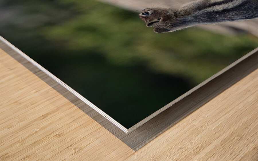 Cute chipmunk admiring a view Wood print