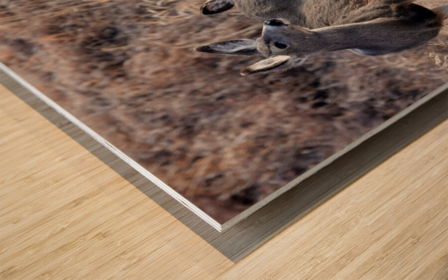 Mule Deer  Wood print