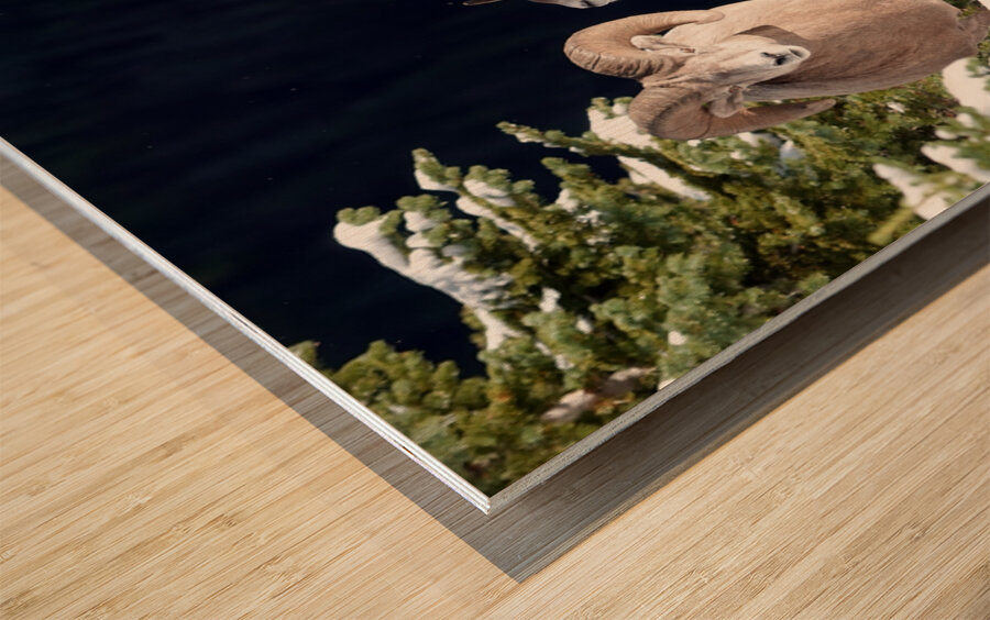 Bighorn ship Wood print