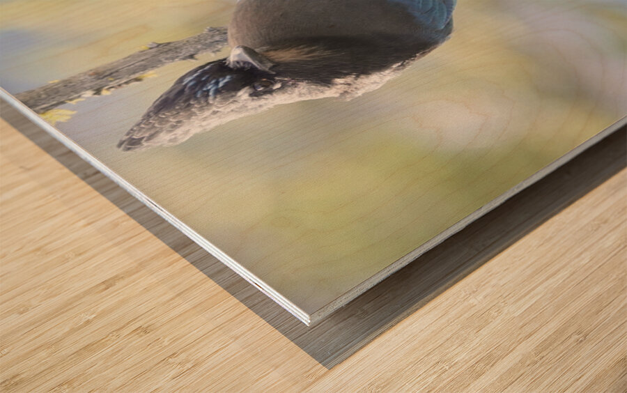 Steller’s Jay Wood print