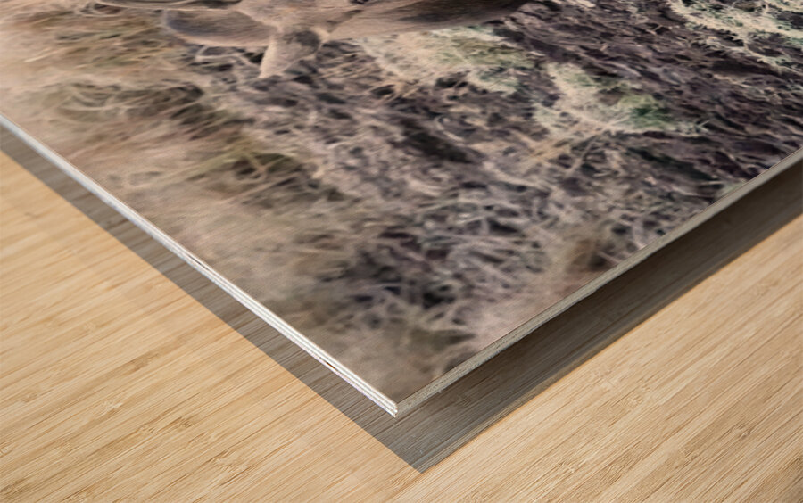 Cow moose 1 Wood print